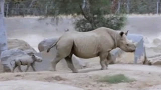 В зоопарке Сан-Диего родился черный носорог (новости) http://9kommentariev.ru/
