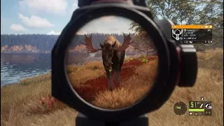 Hunting Moose using .44 Lever & Handgun