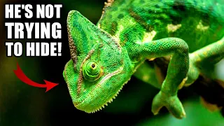 Chameleon Facts: Camouflage Masters (?) | Animal Fact Files