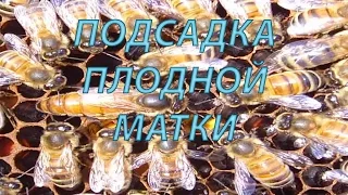 пчеловодство подсадка матки через отводок