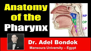 Anatomy of the Pharynx, Dr Adel Bondok