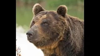 A Triple Grizzly Attack- The Most Amazing Bear Attack Ever