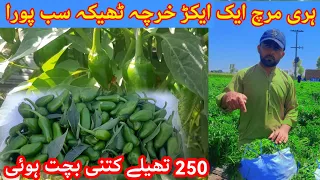 ہری مرچ کی کاشت منافع بخش  ایک ایکڑ لاگت منافع #greenchili #awaispendu