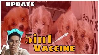 5in1 Vaccine for Puppies || VLog #88