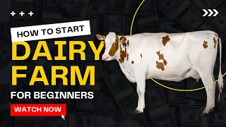 How to Start Dairy Farming for Beginner | Cow Farming Guide - Everything You Need to Know