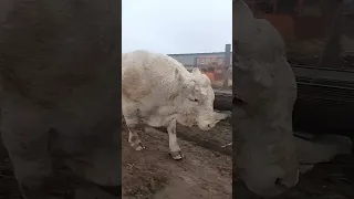 КФХ Победа. Легенда Дагестана уехала  в Пензу покрывать