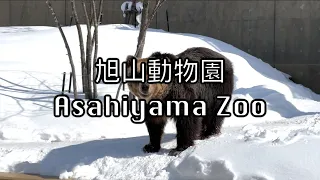 【旭川】【下集】旭山動物園 • ⚠️熊出沒注意⚠️