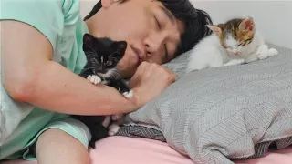 What Happens When Two Kittens Want To Sleep With Humans Every Night!