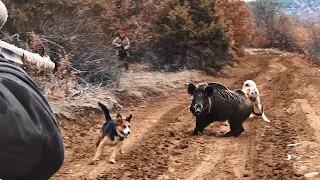 HEYECAN DOLU DOMUZ AVI- PERFECT WILD BOAR HUNTING-CHASSE AU SANGLIER