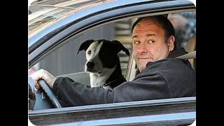 James Gandolfini Loves Dogs