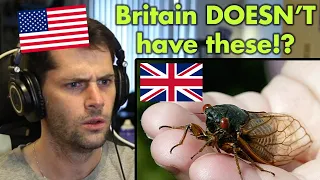 American Reacts to British Animals and Wildlife (Part 2)