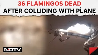 Flamingo Birds In Mumbai | Emirates Flight Hits Flamingos, Remains Scattered Across Mumbai Suburb