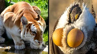 Extraordinary Animals on the Brink of Extinction