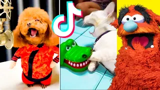 Funniest TIKTOK Animals That WILL Make You Laugh!