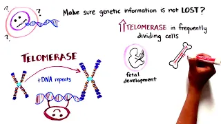 Explaining Telomere Biology Disorders