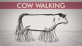 Cow walk cycle hand drawn animation step by step - see the whole process