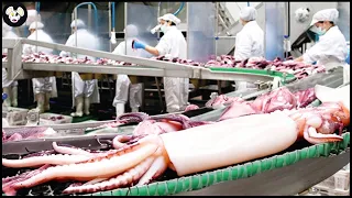 How Farmers Catch Millions Of Tons Of Giant Squid - Squid Processing Factory