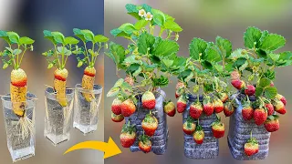 How to Grow Strawberry Plants From Strawberry Fruit in Water and Plastic Bottles Using Banana Fruit