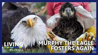 Murphy The Eagle Fosters Another Stranded Eaglet | Living St. Louis