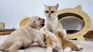The Golden Retriever puppy considered the cat his mother [Sweet And Adorable]
