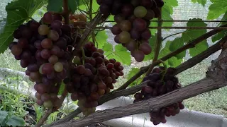 Полив, защита, сера и кальций на винограднике 22 08 2020 год
