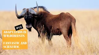 Adaptation In Wildebeests| Wildebeests Adaptation Facts| Black Wildebeests Vs Blue Wildebeests