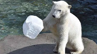Eisbär Nana spielt in den Wellen von Yukon Bay im Erlebnis-Zoo Hannover