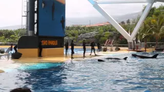 Loro Parque 2013 Шоу касаток