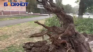 Сильный ветер с корнем вырвал крупное дерево в Волгодонске