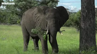 WildEarth - Sunrise Safari - 15 January 2022