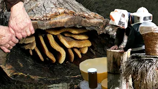 Honey and wax from centuries-old hives. Craft sourcing on tree trunks | Documentary film