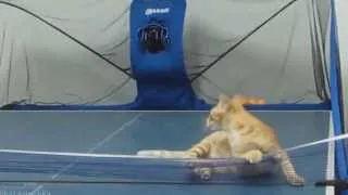Kitty Lover - Funny Cats Compilation - October 2013