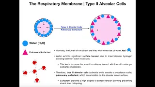 Type II Alveolar Cells | Pulmonary Surfactant