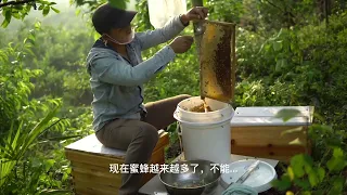 勺子取蜜全过程（三），抢食的蜜蜂太多，换时间再取