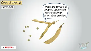 Various ways of Seed Dispersal | Science