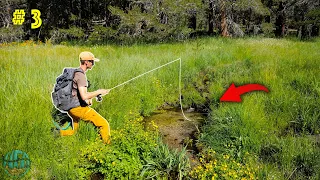 Fly Fishing for the most INCREDIBLE Trout on the Planet! || California Gold Pt 3 (Golden Trout)