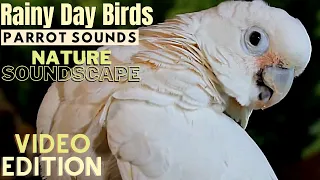 Rain and Parrot Sounds Nature Soundscape | HD Parrot TV VIDEO EDITION | 3+ Hours | Bird Room TV