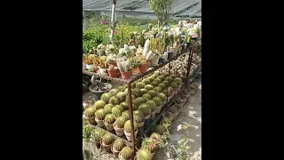 CACTUS desert plant collection !!!!!!!!!!!!!!!!!!!!!!!!