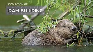 How Beavers Evolved to Build Dams