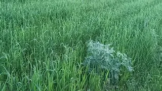 Осмотр полей озимой пшеницы. 4.06.21 после обработки гербицидом