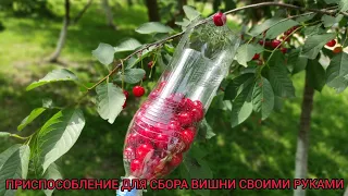 ПРИСПОСОБЛЕНИЕ ДЛЯ СБОРА ВИШНИ СВОИМИ РУКАМИ