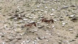 Two wild asses (Equus kiang) playing