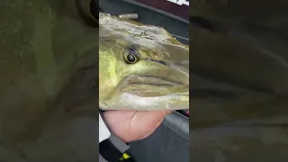 AN UGLY MUSKIE #Angler #shortvideo #shorts #muskyfishing #muskie #fishing #musky #