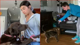 Try Not To Laugh Challenge | Funny Cat & Dog TikTok Compilation 2020