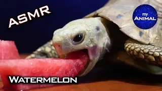 Turtle Tortoise ASMR Eating Watermelon 🐢2 | Animal ASMR