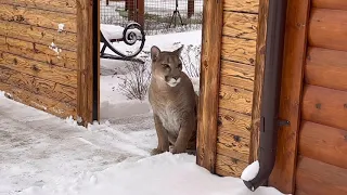 Puma Messi guards the entrance, until he is scared or when things are urgent.