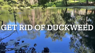 The Cheapest Way To Get Rid of Duckweed From a Pond Part 1