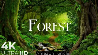 Forest 4k nature sounds bath with relaxing music 4k video ultra birds sounds relaxation music jungle