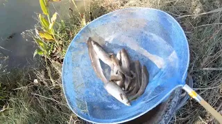 Rescue of fish that were running out of water !! 🐟🐟 (audio in spanish)