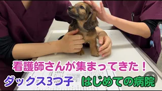 【ダックス子犬】初めての病院！スタッフさんがいっぱい集まってきました！three dachshund puppies came to see a cute dog